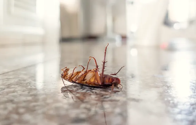 a cockroach on a surface
