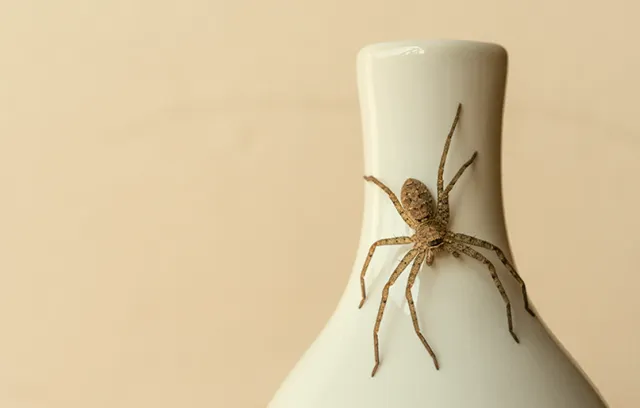a spider on a white surface