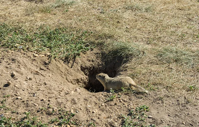 a gopher lying in the dirt