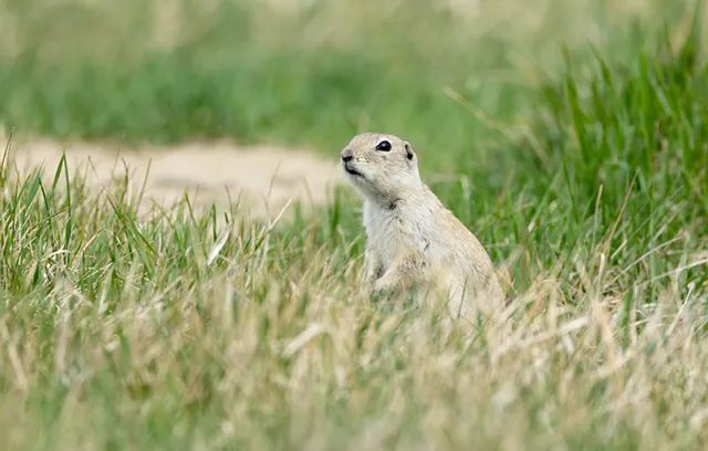 a small gopher in a grassy area