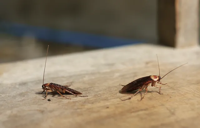 a couple of roaches on a wood surface