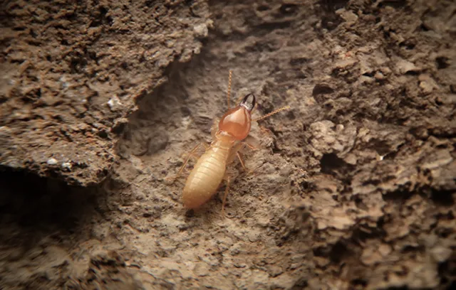 a termite on a rock