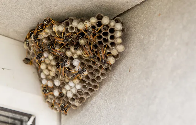 a wasp nest