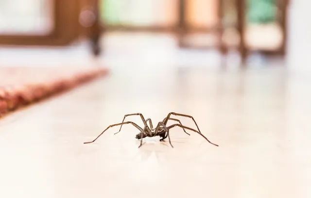 a close up of a bug
