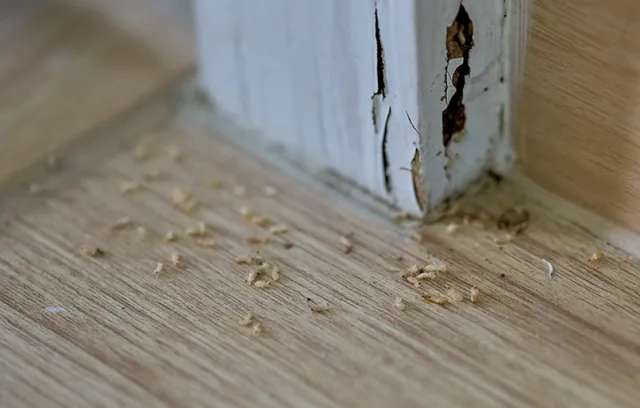 termites on a piece of wood