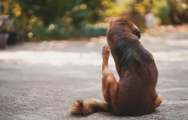 a dog sitting on the ground