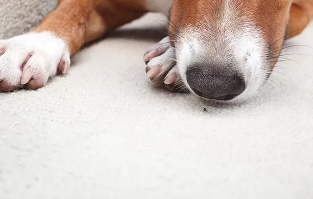 a dog lying on the ground