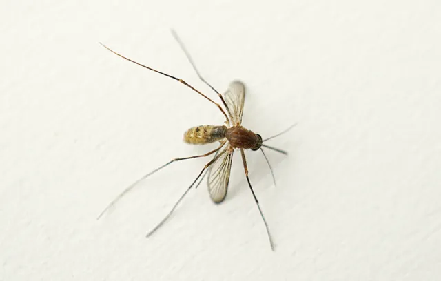 a close up of a bug