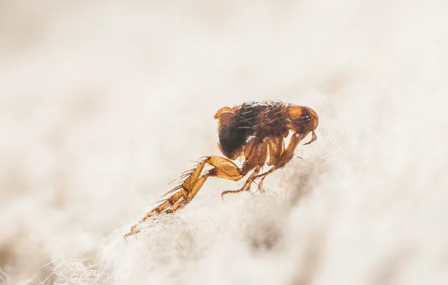 a close up of a flea