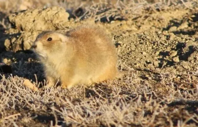 a couple of small animals in the dirt