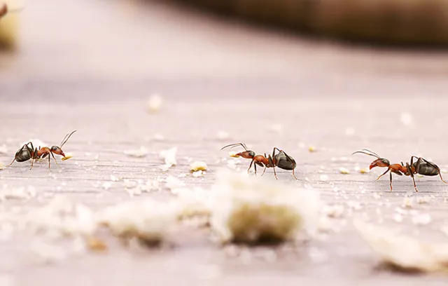 a group of ants on a rock