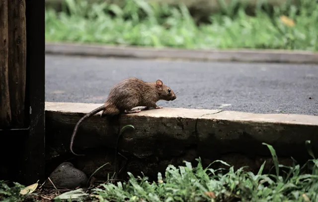 a rodent on a ledge