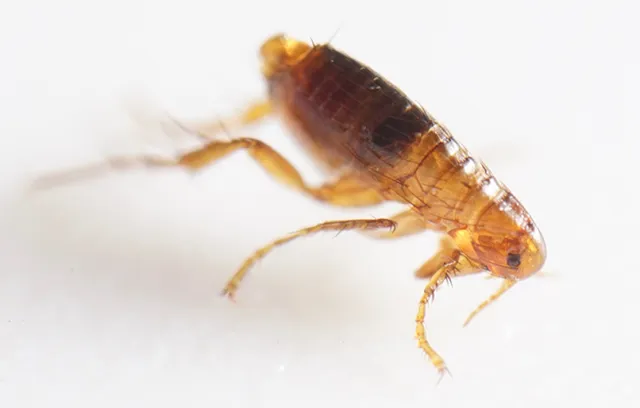 a close up of a bug