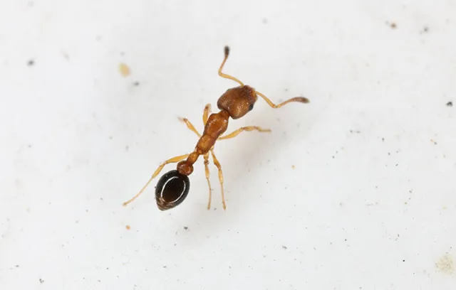 a close up of a bug