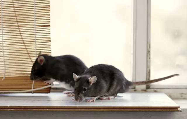 a couple of rats on a window sill