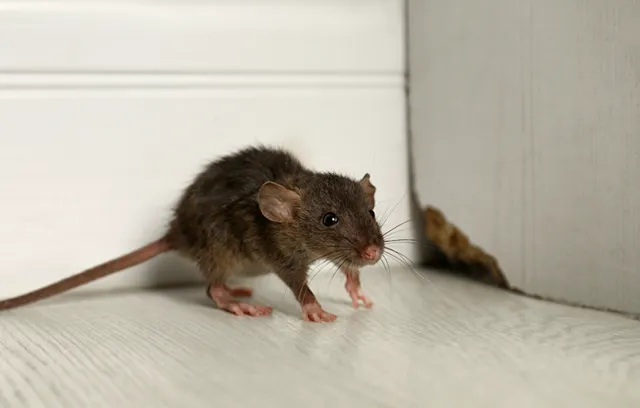 a mouse on a white surface
