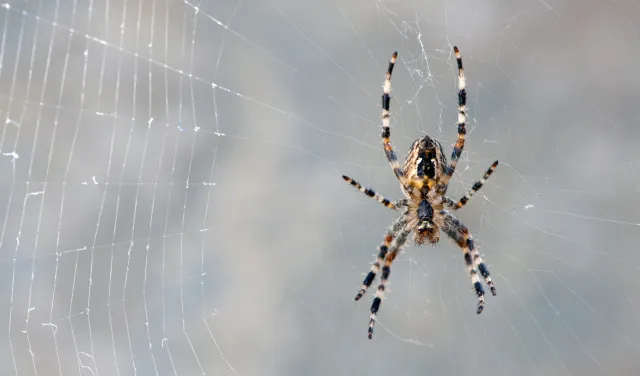 a spider on a web
