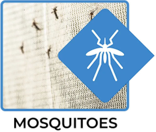 Mosquitoes trapped on a mesh screen with a blue mosquito symbol overlaid on the image corner