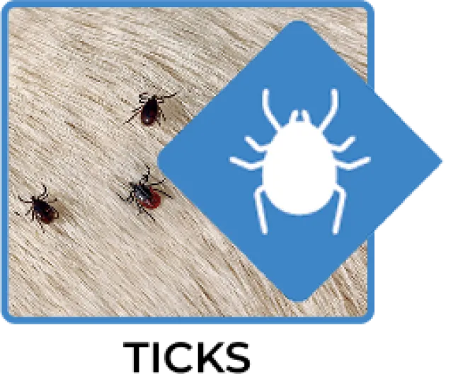 Close-up of ticks on fabric with an overlay icon of a white tick on a blue diamond background