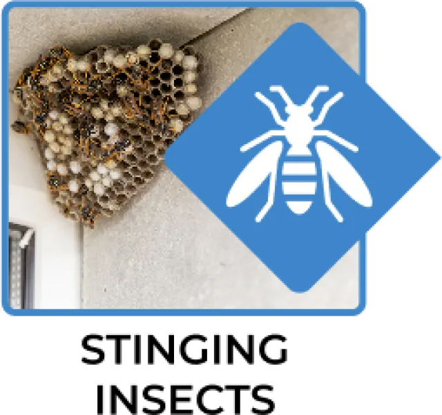 Close-up of a wasp nest with several wasps on a concrete wall near a window corner