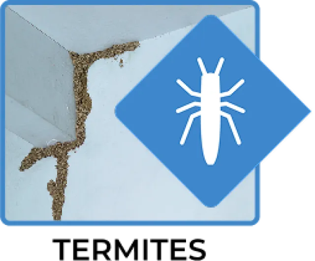 Termite infestation visible on white wall corner with termite warning symbol overlay in blue diamond shape.