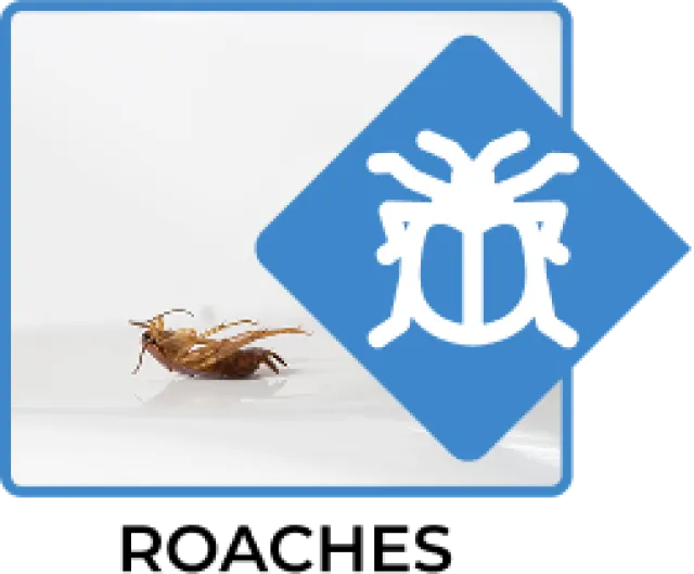 Dead cockroach lying on a white surface with an insect icon overlay on blue background corner.