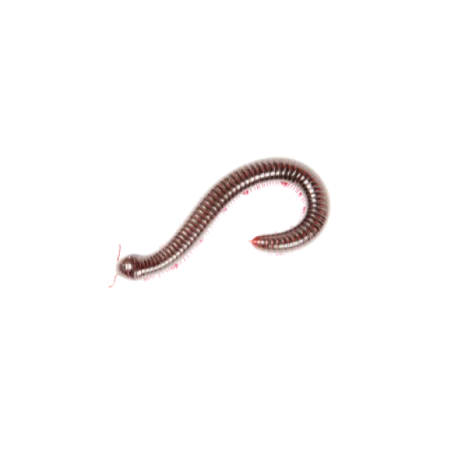 Close-up of a brown millipede with segmented body and numerous legs isolated on a white background.