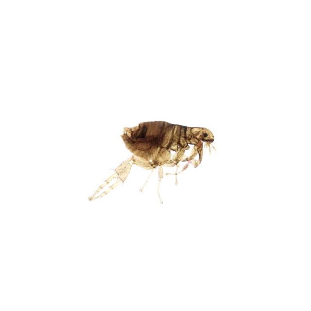 Close-up image of a brown flea isolated on a white background showing detailed body and legs.