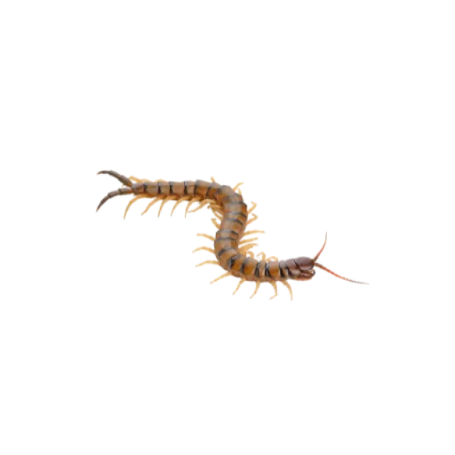 Close-up of a brown centipede with many legs and long antennae on a transparent background
