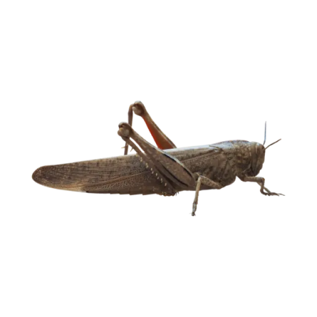 Close-up of a brown grasshopper isolated on a black background showing detailed body and legs.