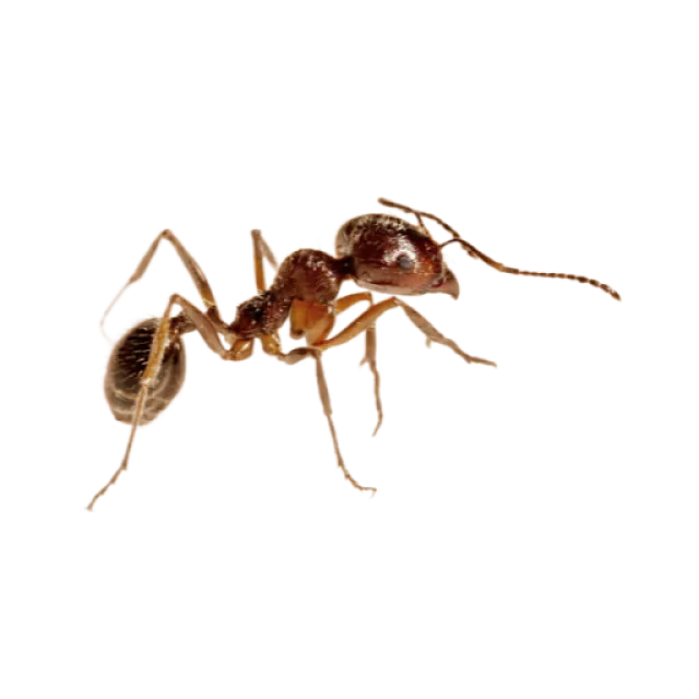 Close-up of a brown ant isolated on a white background showing detailed body segments and antennae