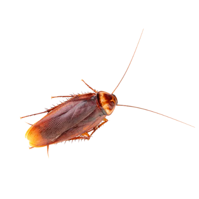 Close-up of a brown cockroach with long antennae on a white background