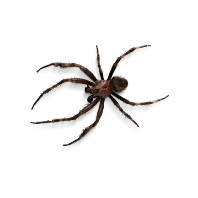 Close-up of a brown tarantula spider against a black background, showing hairy legs and body.