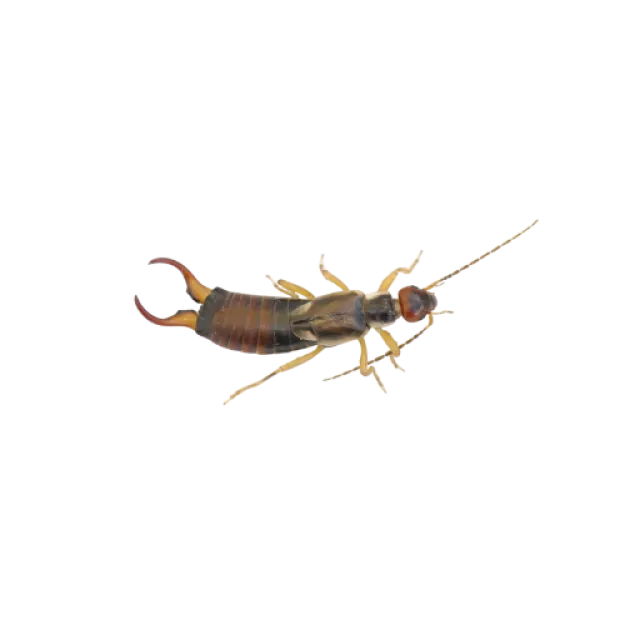 Close-up of a brown earwig insect with distinctive pincers and segmented body on a white background.