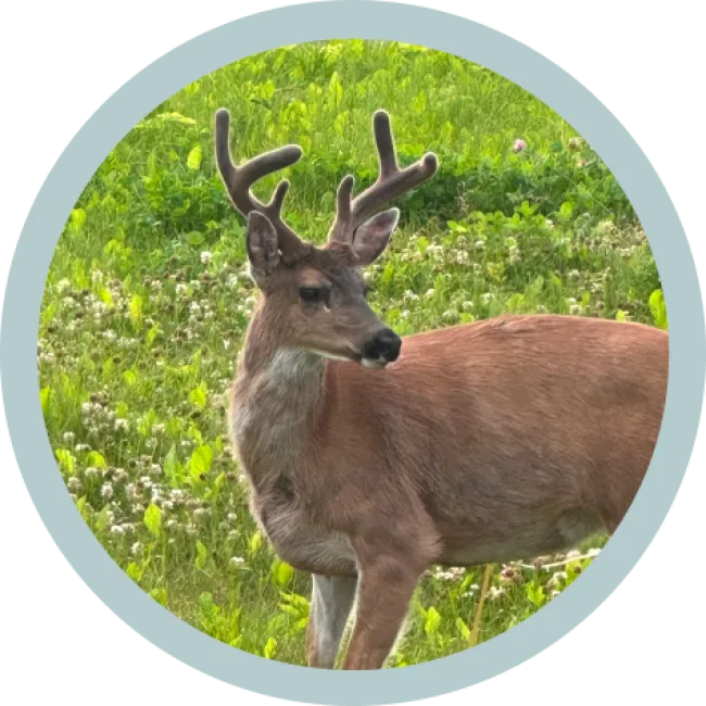 a deer with antlers