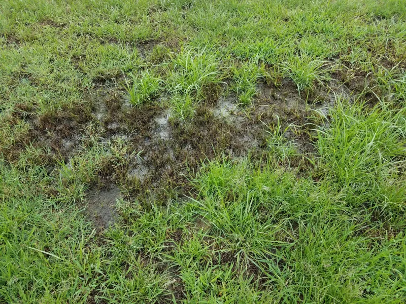 a flooded patch of grass