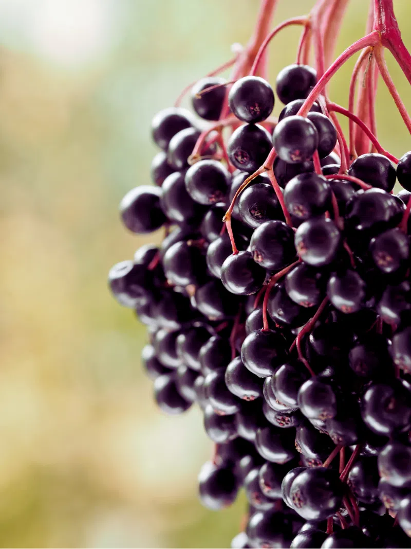 Elderberries
