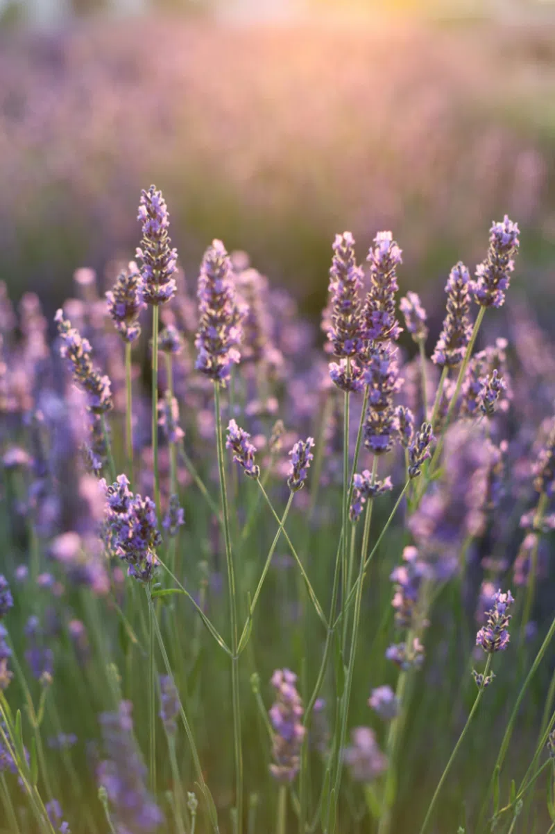 Lavender