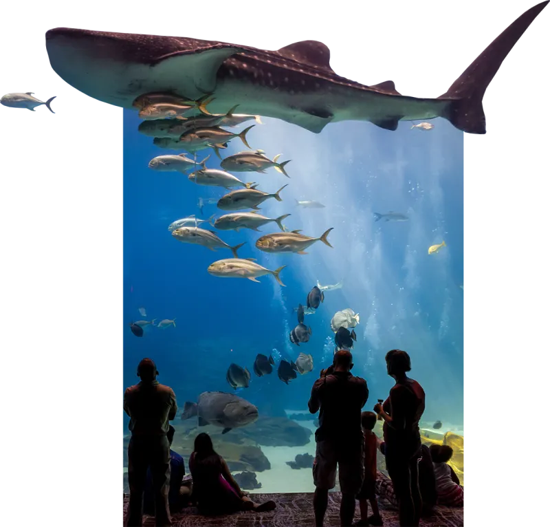 people looking at fish in a tank