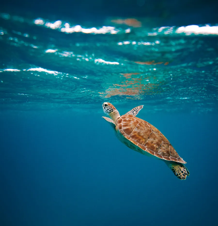 a turtle swimming in the water