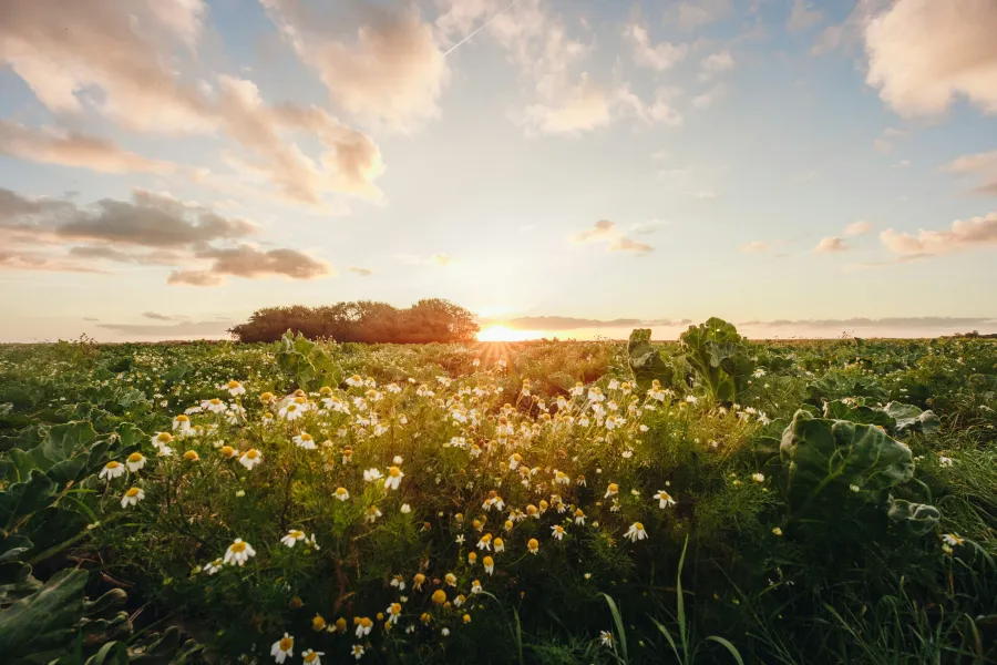 a field of flowers with a hill in the background