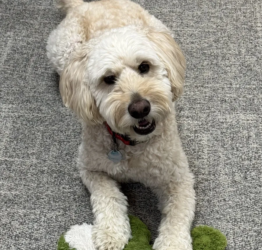 Curly white dog with a red collar playing with a green and white plush toy on a gray carpet.