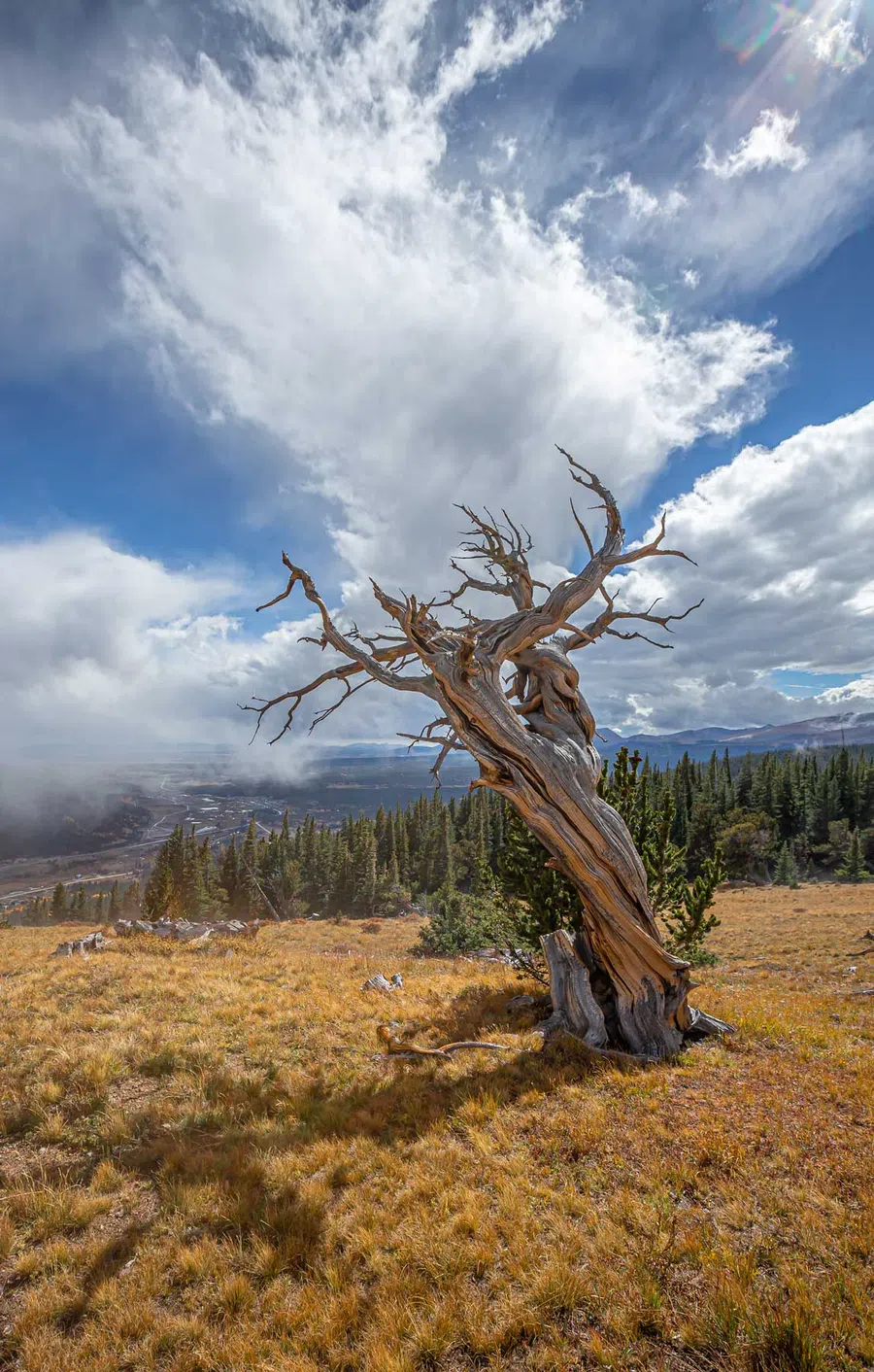 Twisted ancient bristlecone pine tree stands on dry grassy hill with forest and cloudy blue sky background.