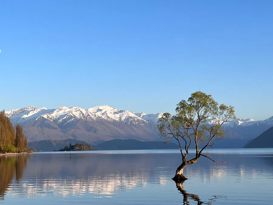 Lonely tree standing in calm lake with snow-capped mountains under a clear blue sky in the background.