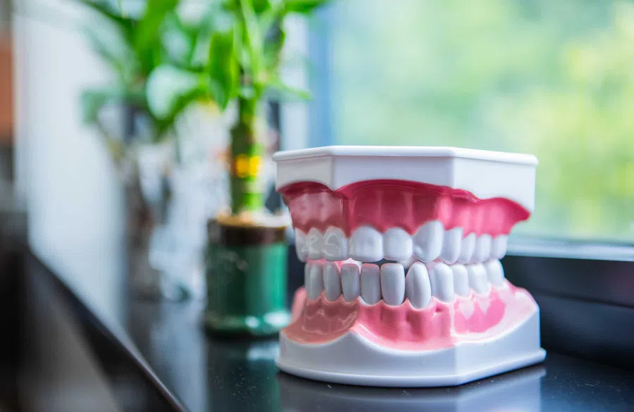 Dental model of human teeth and gums on a windowsill with blurred green plants in the background