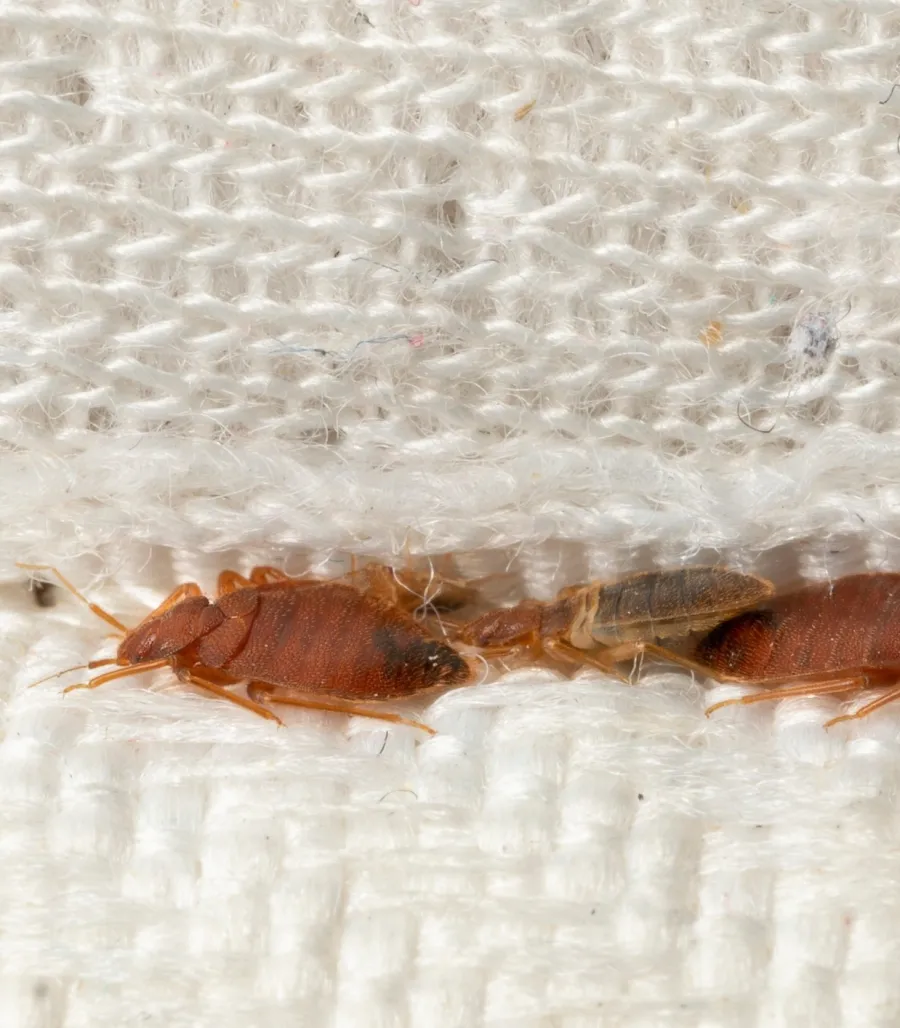 Close-up of bed bugs on fabric, highlighting their reddish-brown color and texture.