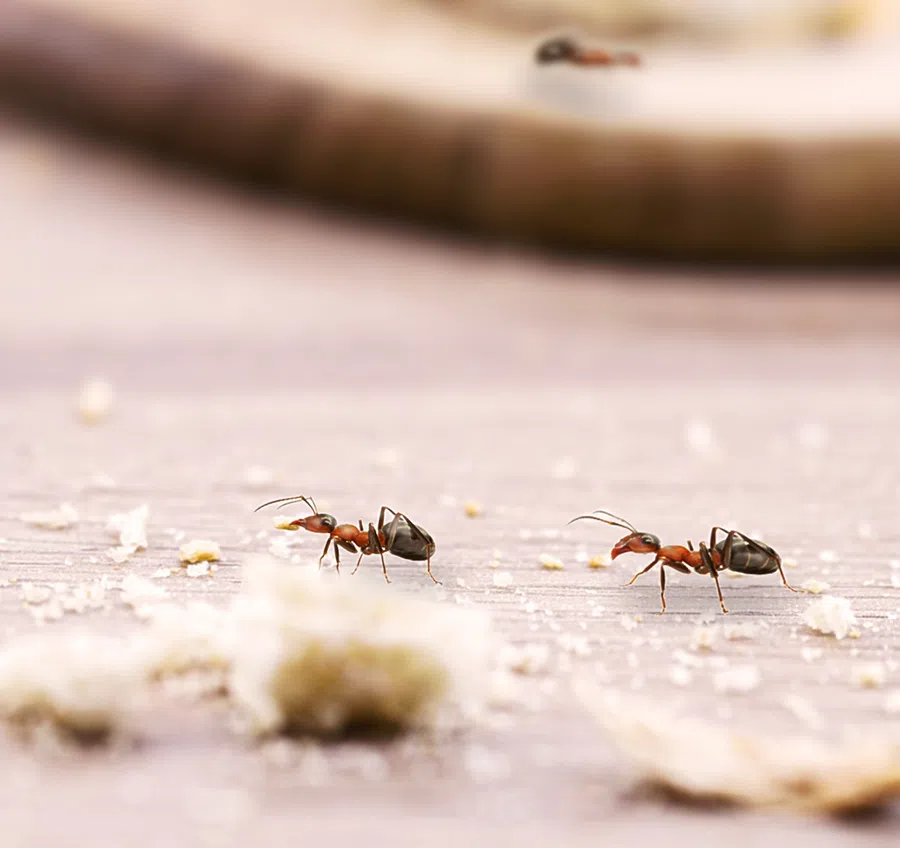 Two ants walking on a wooden surface surrounded by small crumbs and blurred background.