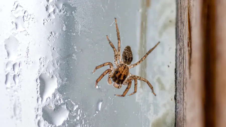 A close-up of a spider on a glass surface with water droplets in the background.