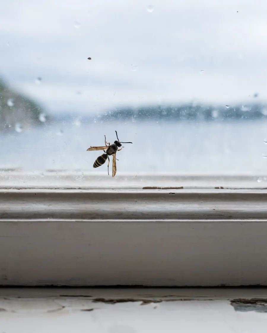 A bee perched on a rain-streaked window, with a scenic water view in the background.