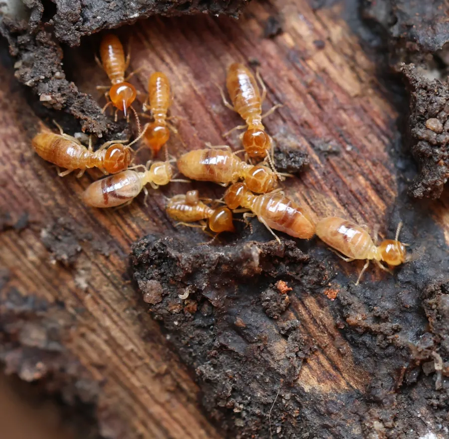 Close-up of termites on wood, showcasing their orange bodies and texture of decaying wood.